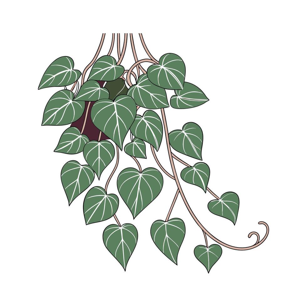 Stylish Hoya Obovata Plant Illustration vector
