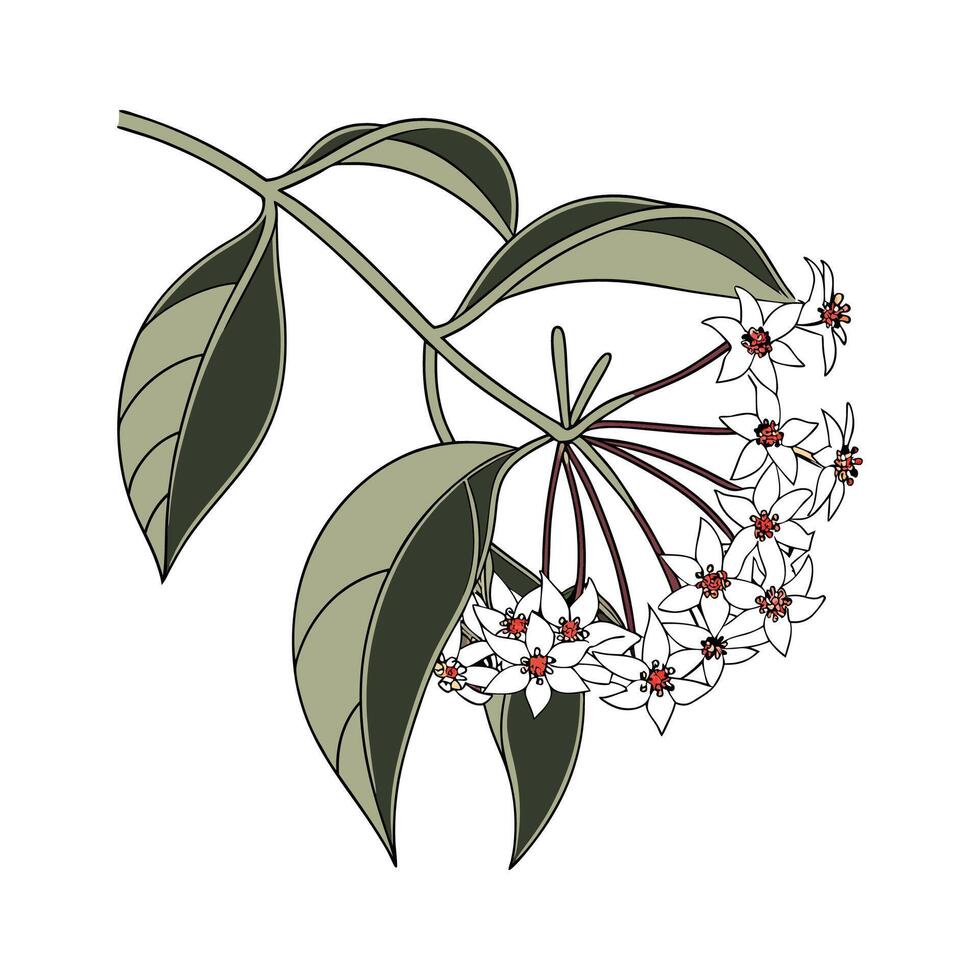 Charming Hoya Pubicalyx Plant Illustration vector