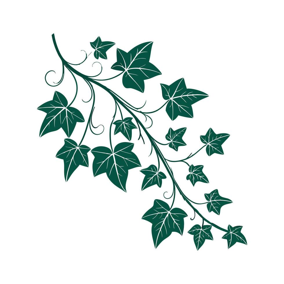Charming Ivy Plant Unique Design vector