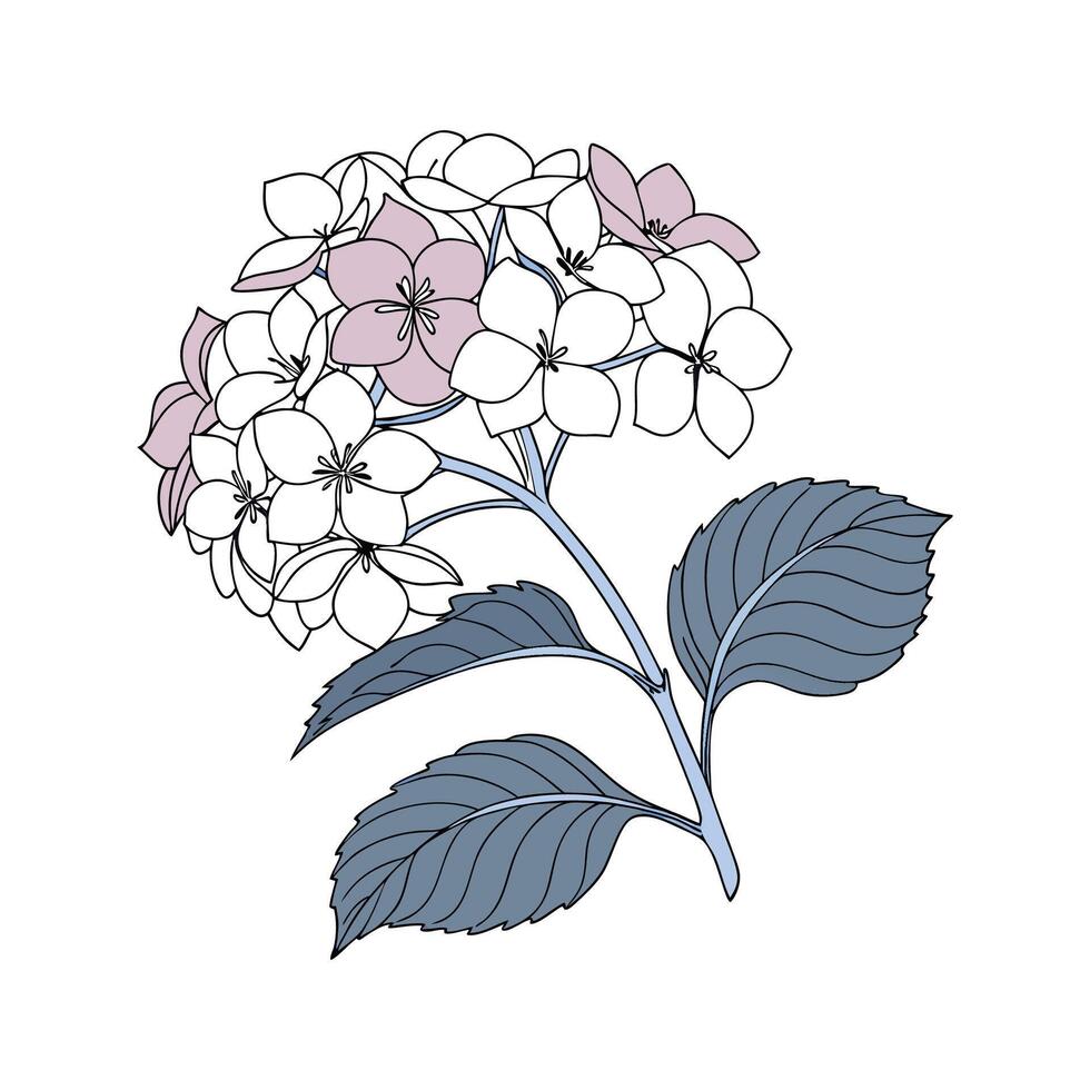 Charming Hydrangea Plant Unique Design vector