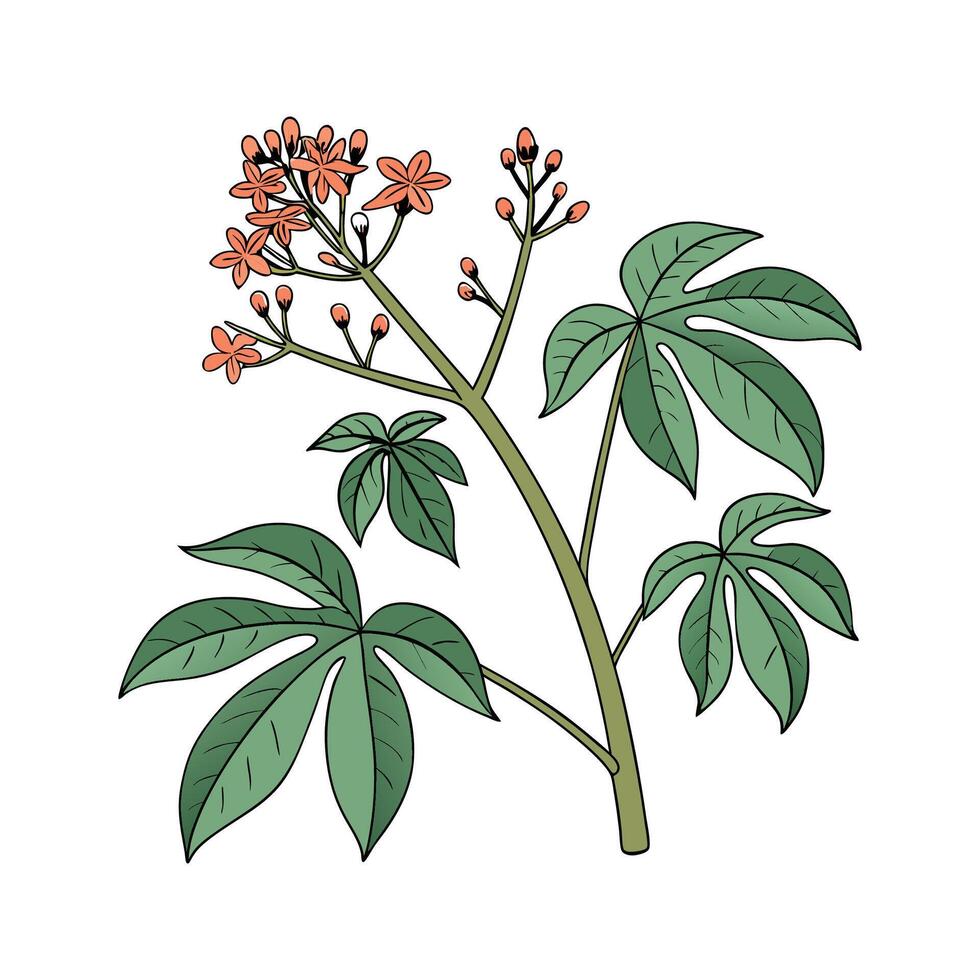 Elegant Jatropha Plant Unique Design vector