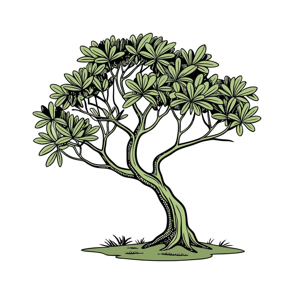 Charming Jade Plant Illustration vector
