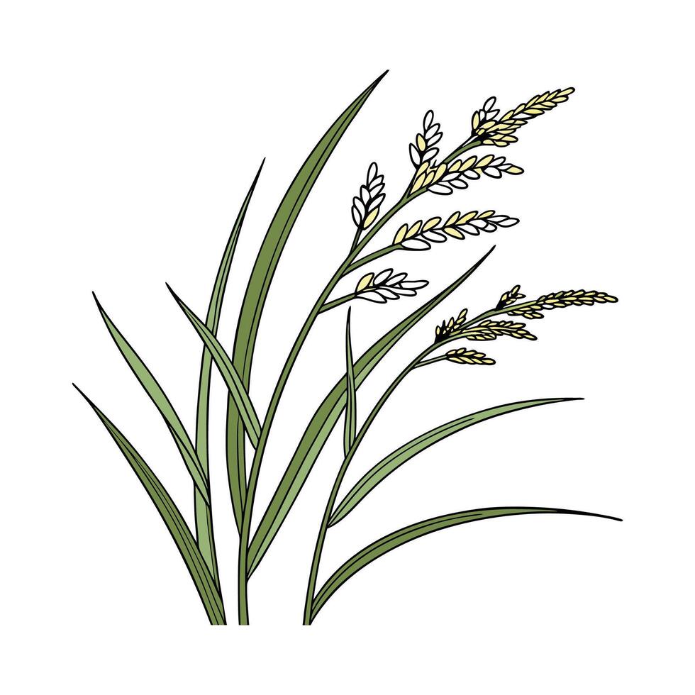 Distinctive Japanese Sedge Plant Illustration vector