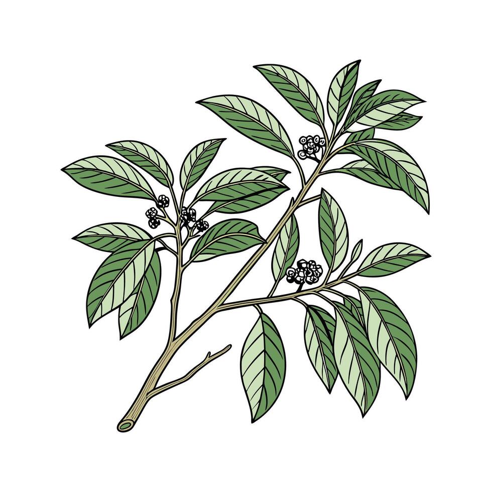 Charming Karamu Coprosma Plant Illustration vector