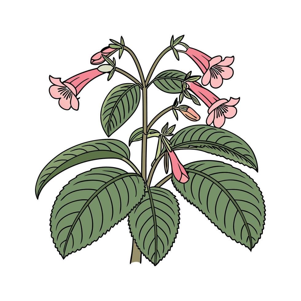 Distinctive Kohleria Plant Illustration vector