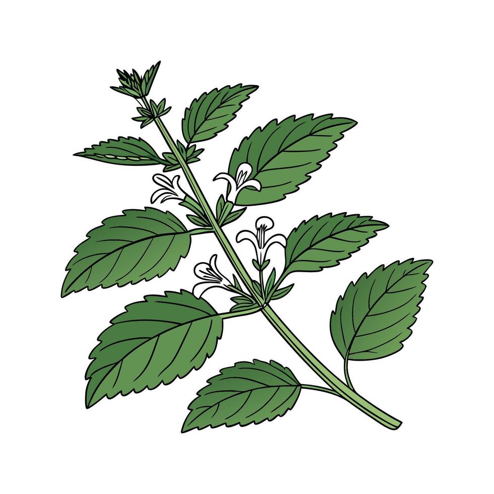 Charming Lemon Balm Melissa Officinalis Plant Illustration vector