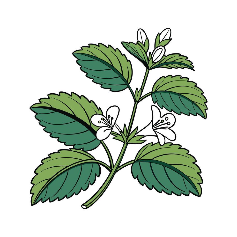 Distinctive Lemon Balm Plant Unique Design vector
