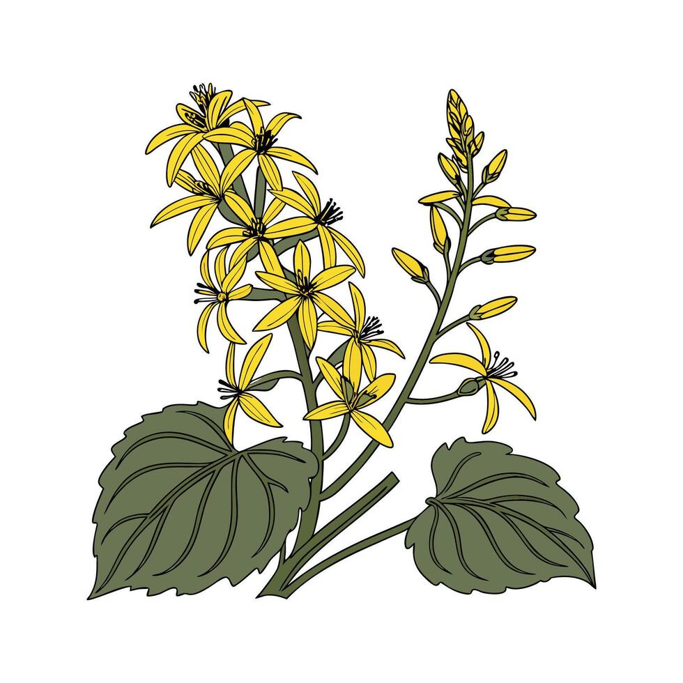 Elegant Ligularia Plant Unique Design vector