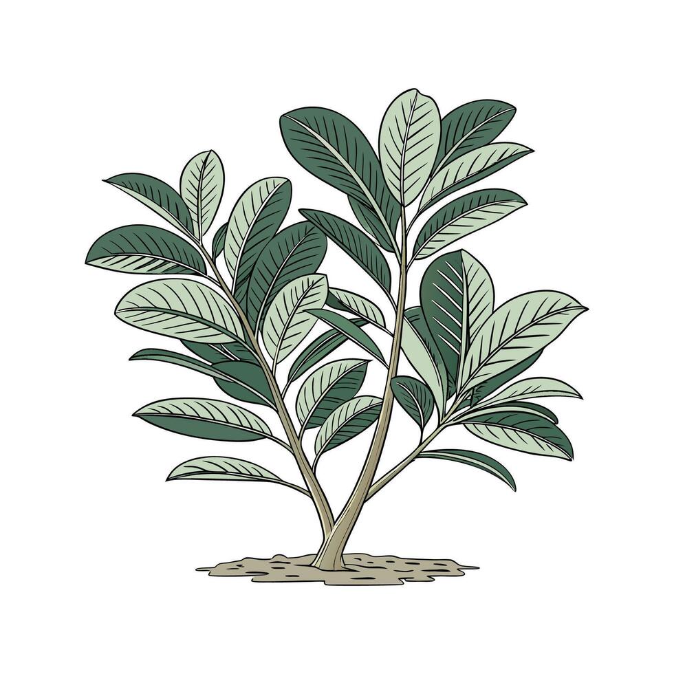 ZZ Houseplant Displayed on White Background vector