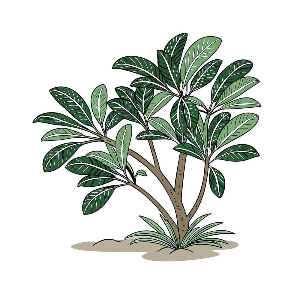 ZZ Zamiifolia Displayed on White Background vector