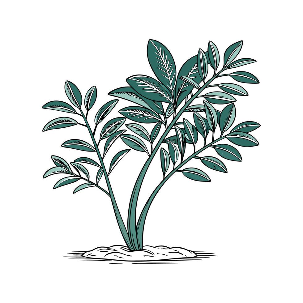 Charming ZZ Plant Zamioculcas Zamiifolia Unique Design vector