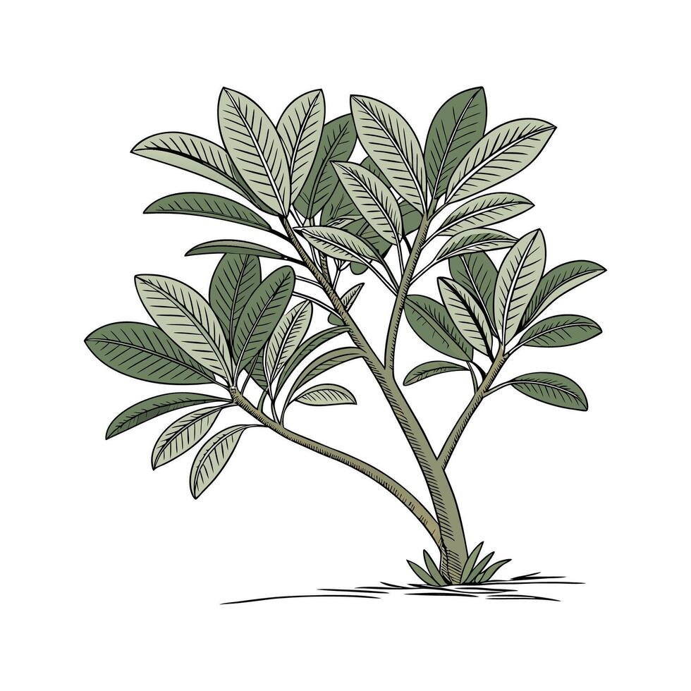 Zamiifolia Displayed on White Background vector