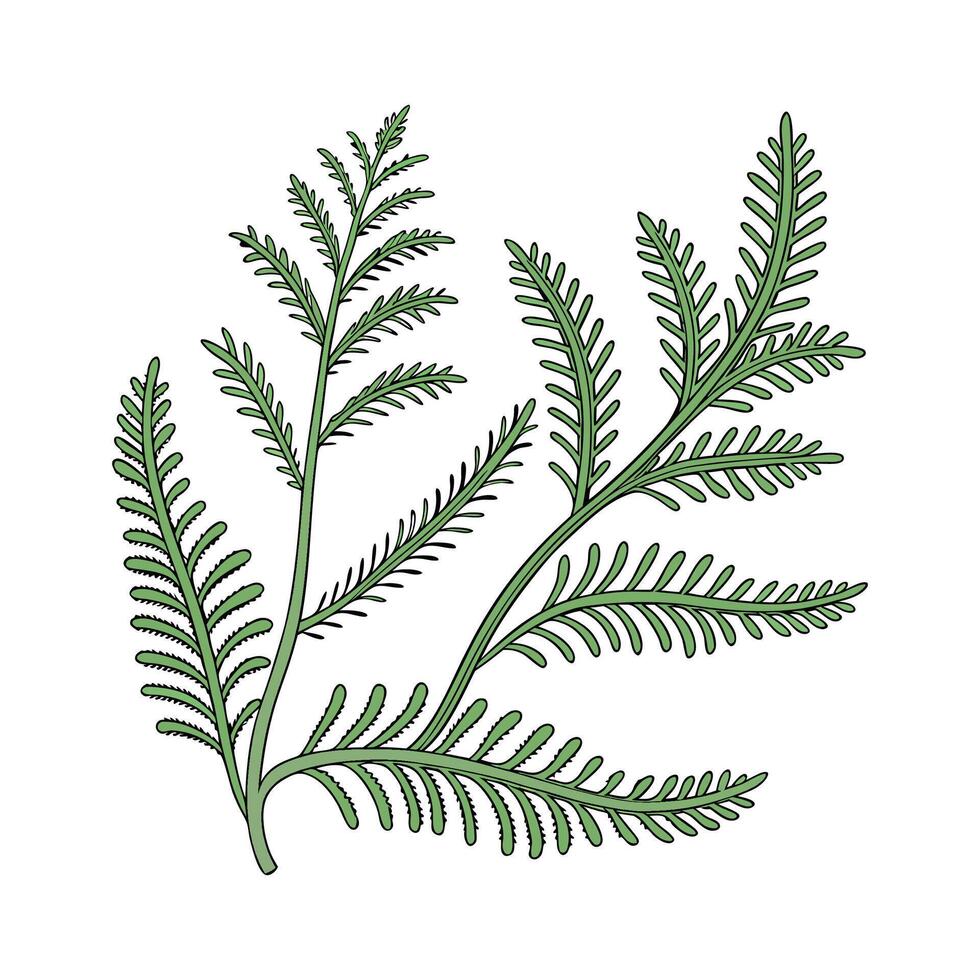 Lycopodium Plant Illustration on White vector
