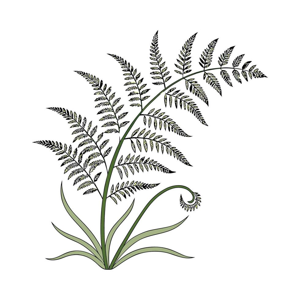 Unique Maidenhair Fern Illustration Art vector