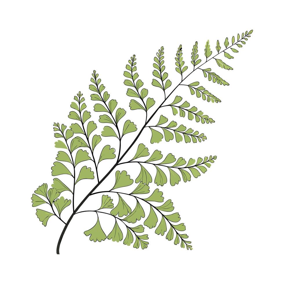 Creative Maidenhair Fern Illustration vector