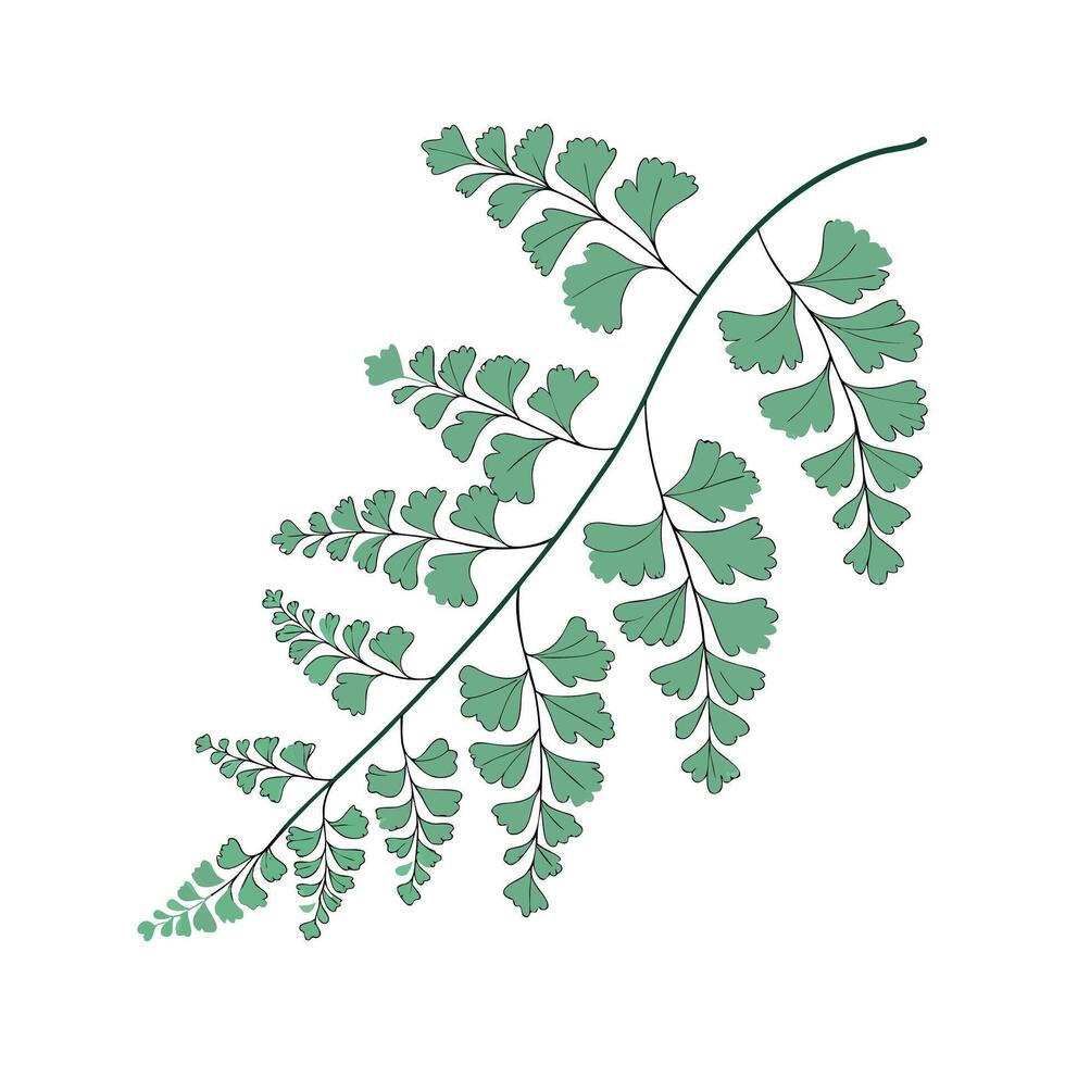 Unique Maidenhair Vine Illustration Art vector