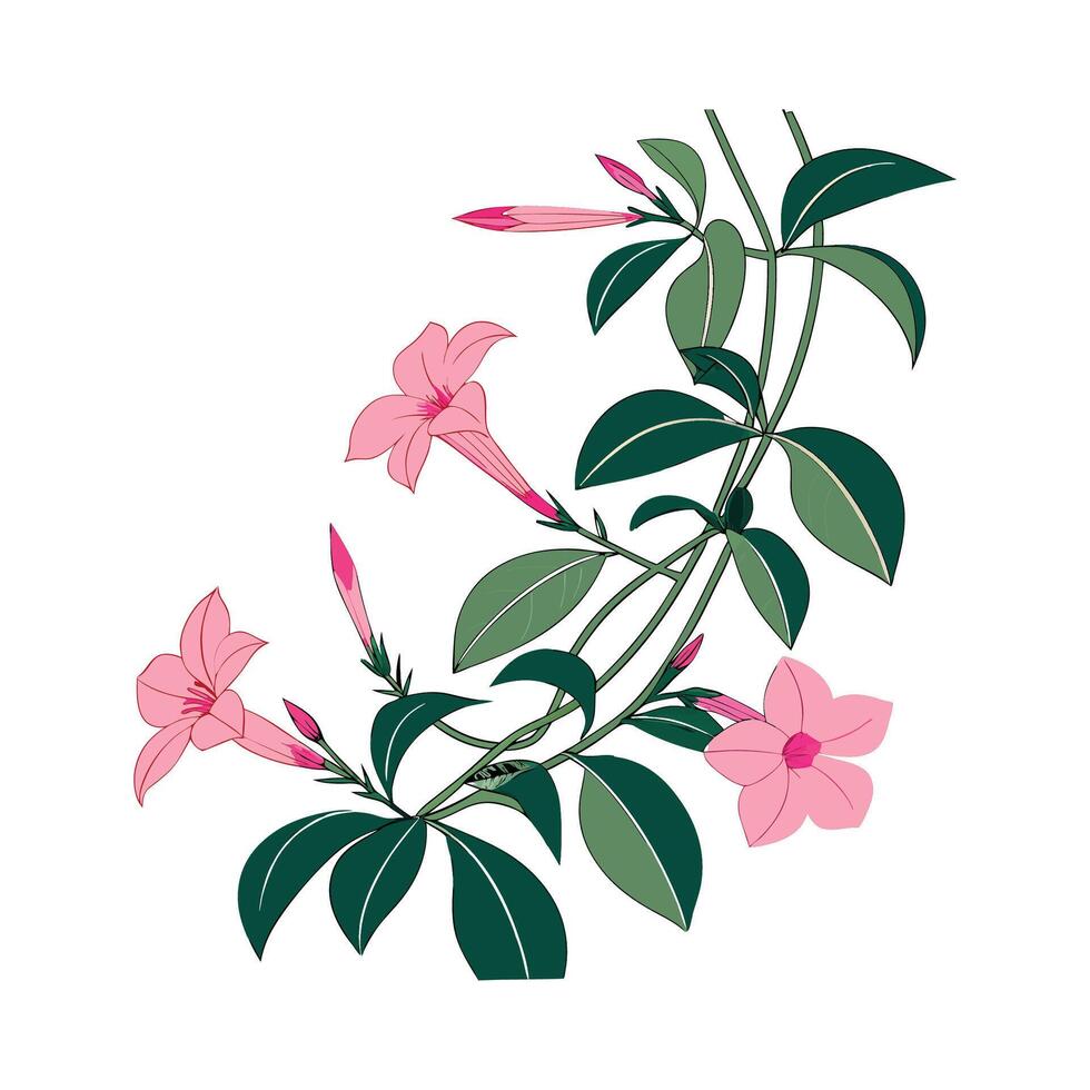Charming Mandevilla Illustration Art vector