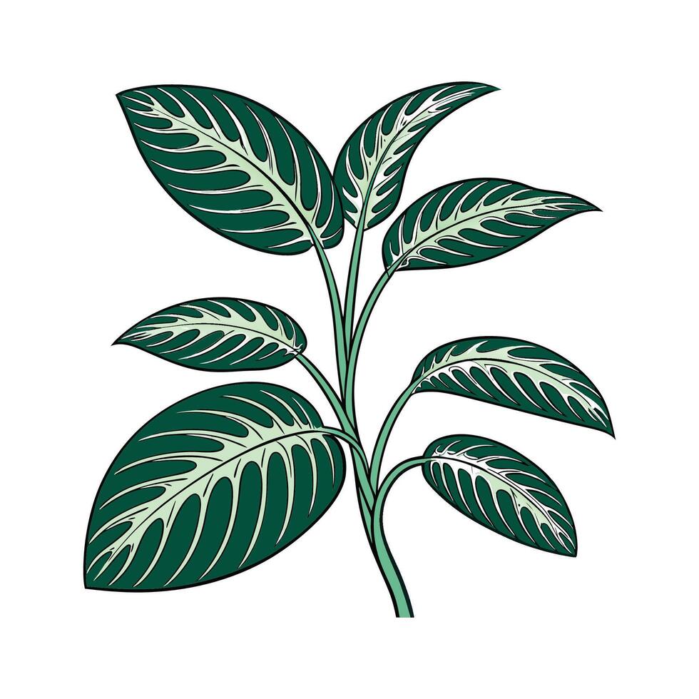 Maranta Plant Illustration on White Background vector