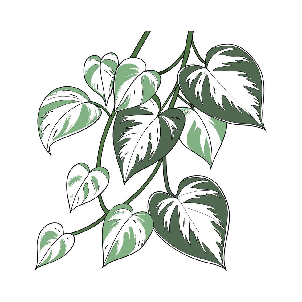 Marble Queen Pothos Illustration on White vector