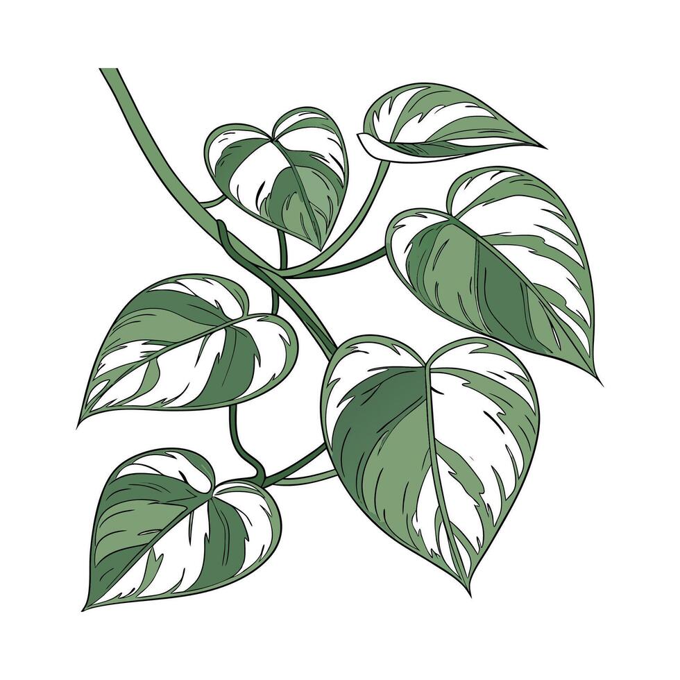 Stylish Marble Queen Pothos vector