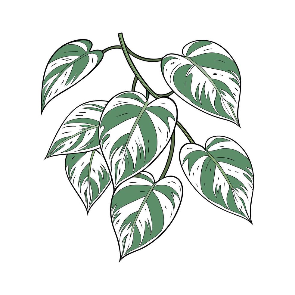 Beautiful Marble Queen Pothos Illustration vector
