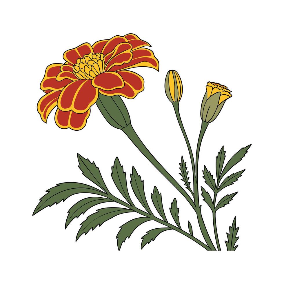 Stunning Marigold Illustration vector