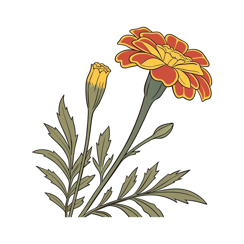 Elegant Marigold Illustration Art vector