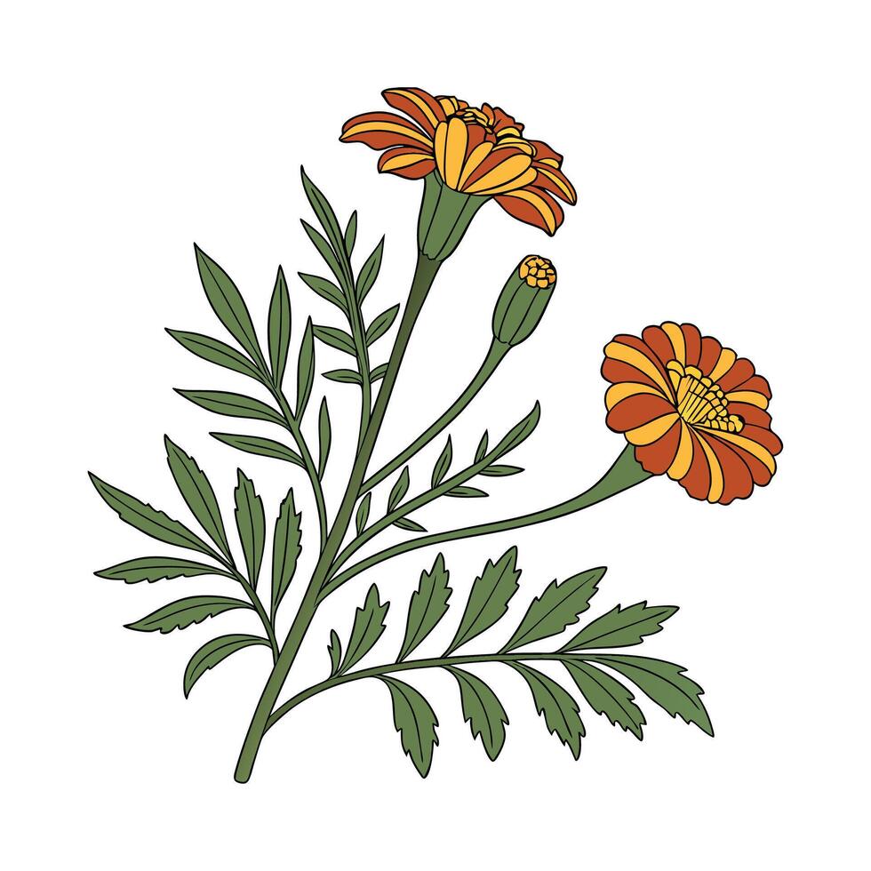 Unique Marigold Plant Design vector