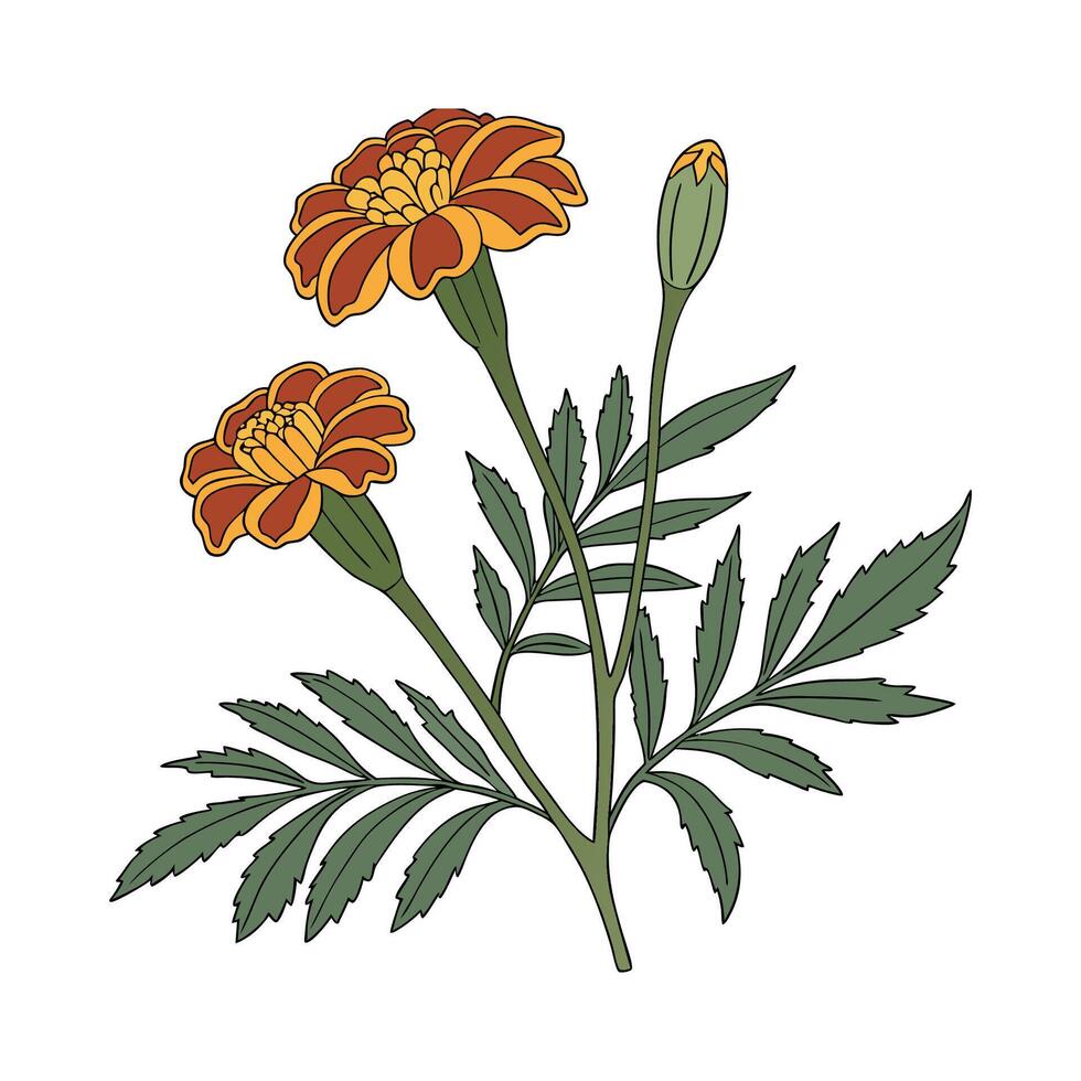 Charming Marigold Plant Unique Design vector