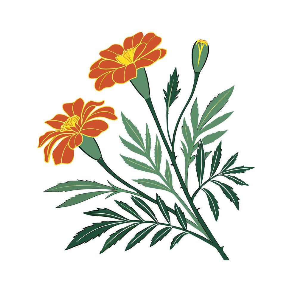 Charming Marigold Plant Illustration vector
