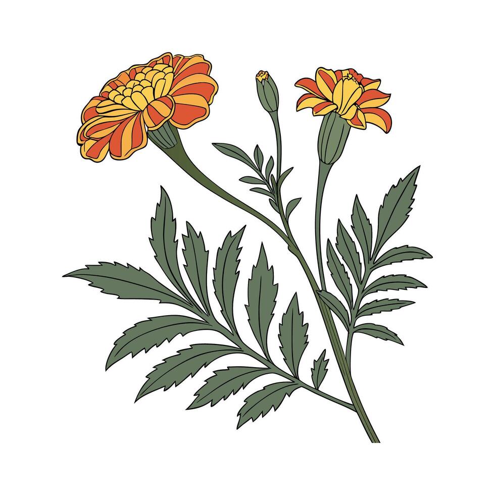 Creative Marigold Plant Illustration Art vector