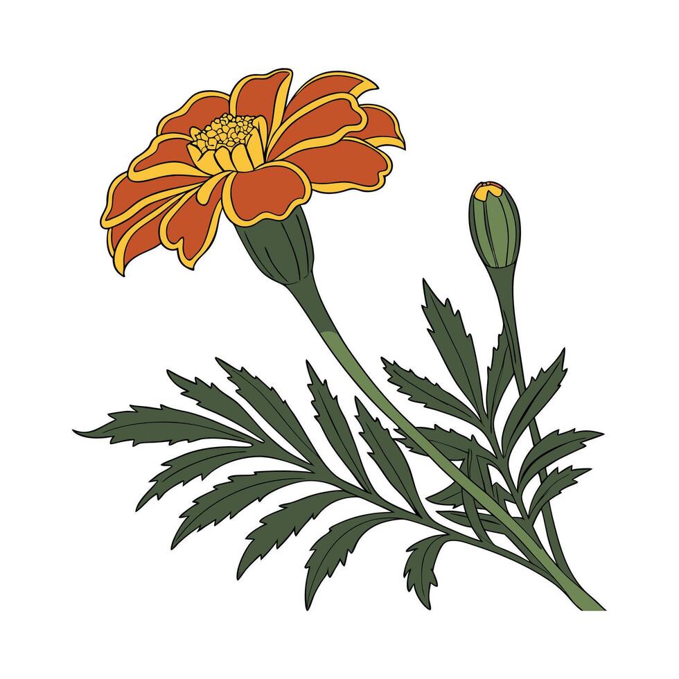 Tagetes Marigold Illustration on White vector