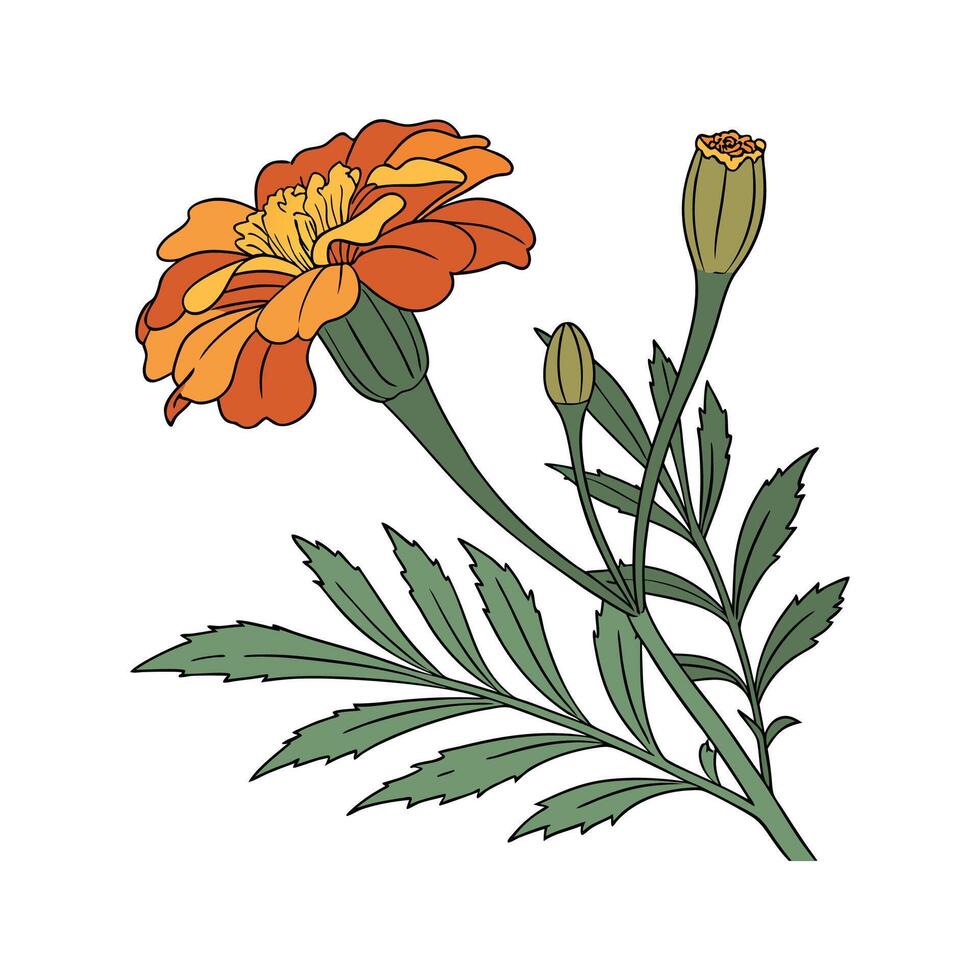 Beautiful Tagetes Marigold Illustration vector