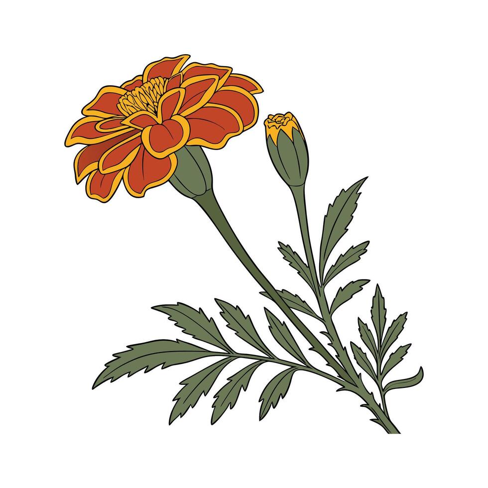 Stylish Tagetes Marigold Design vector