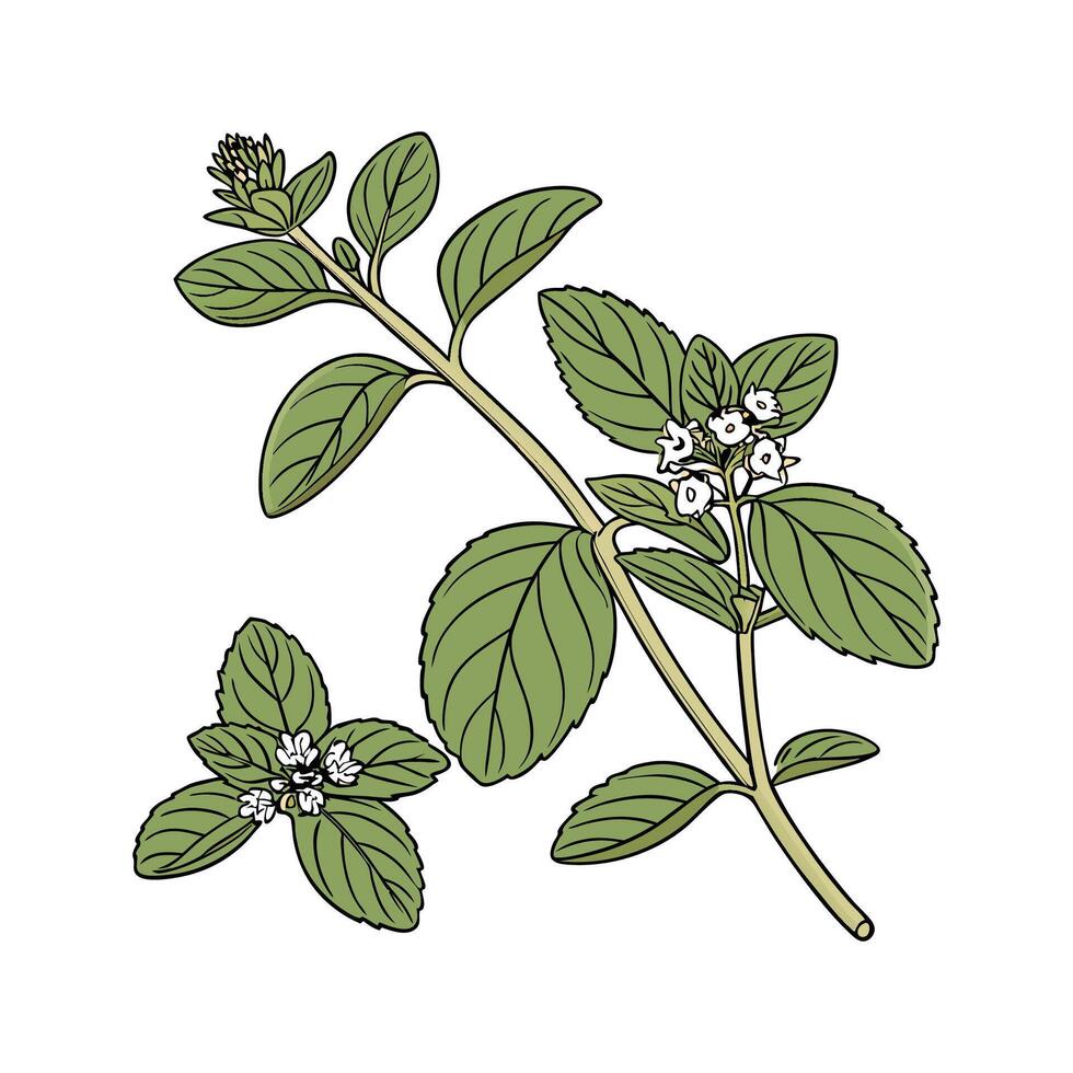 Marjoram Plant Illustration on White vector