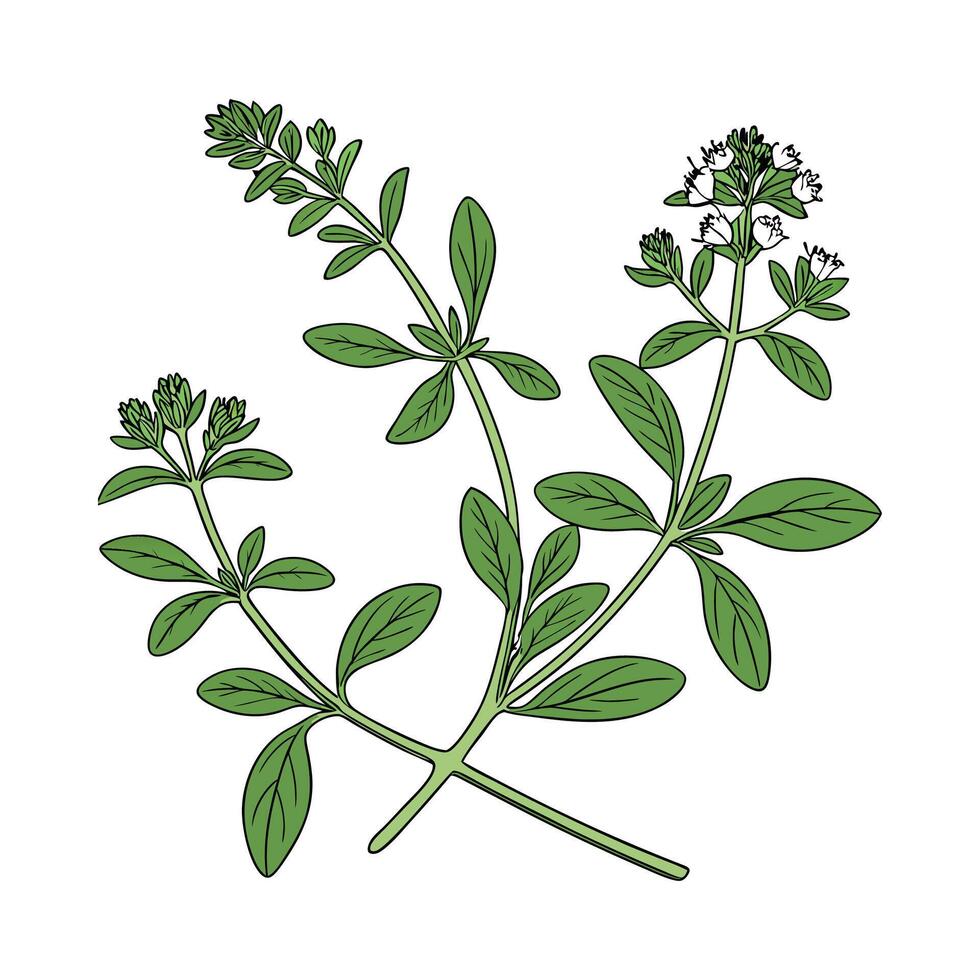 Elegant Marjoram Design vector