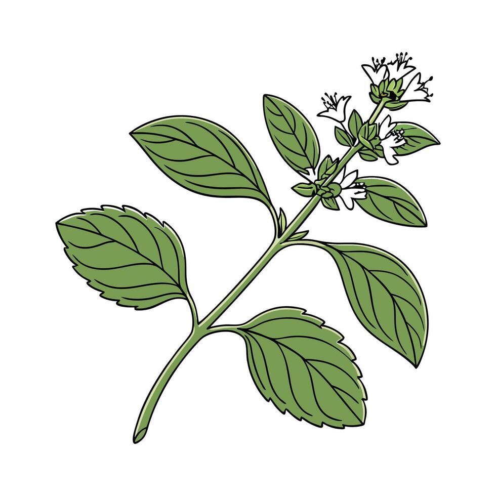Charming Marjoram Illustration Art vector