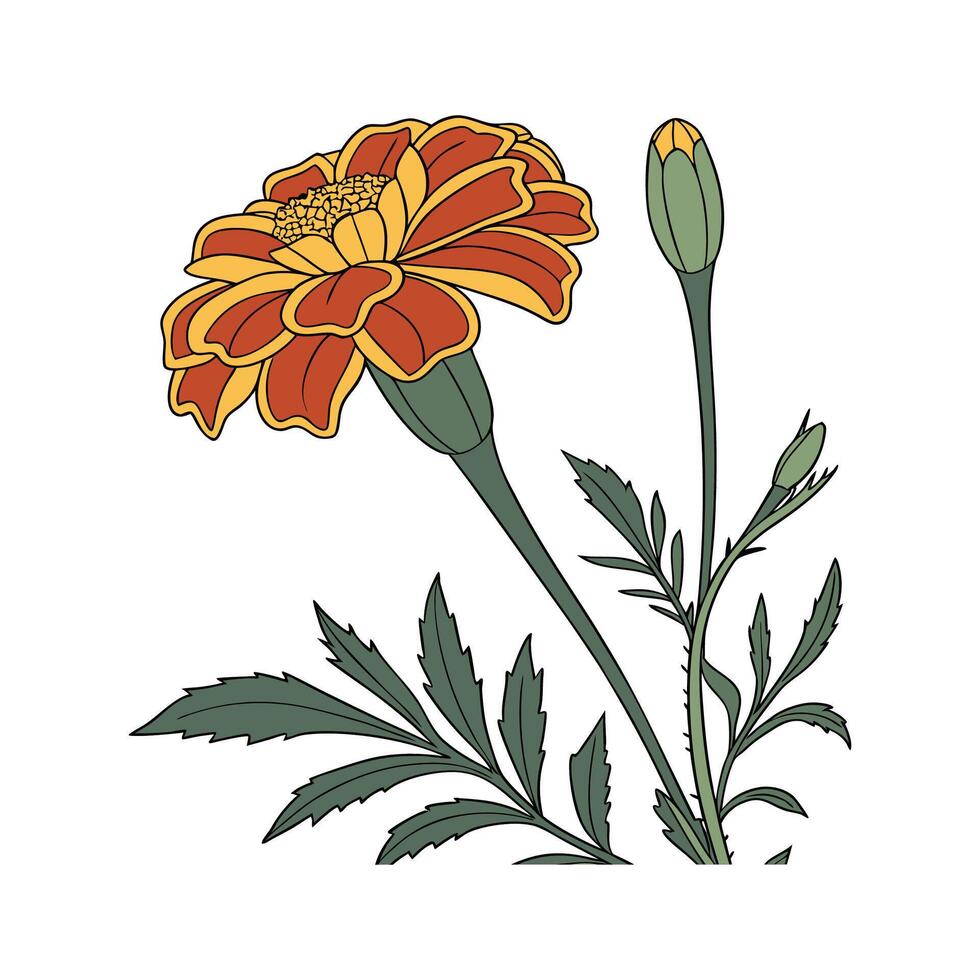 Creative Tagetes Marigold Illustration Art vector