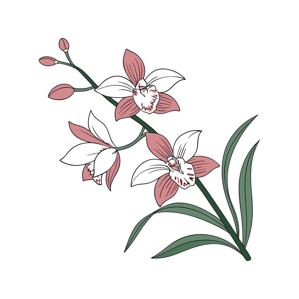 Charming Miltonia Orchid Design vector