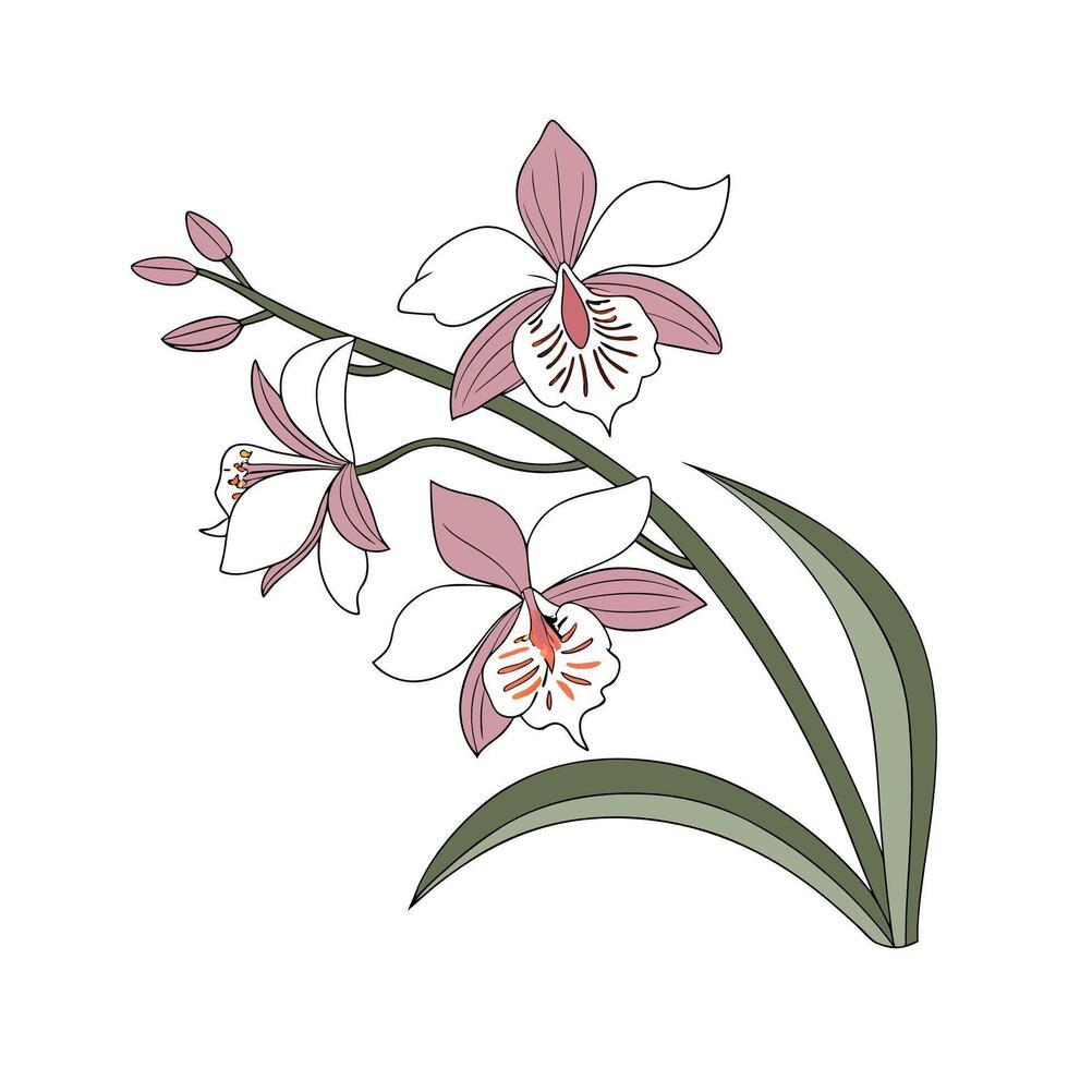 Elegant Miltonia Orchid Illustration Art vector