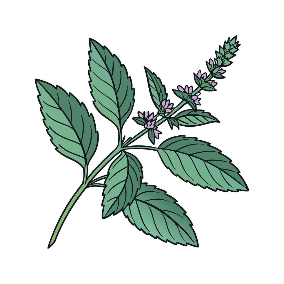 Mint Plant Illustration on White Background vector