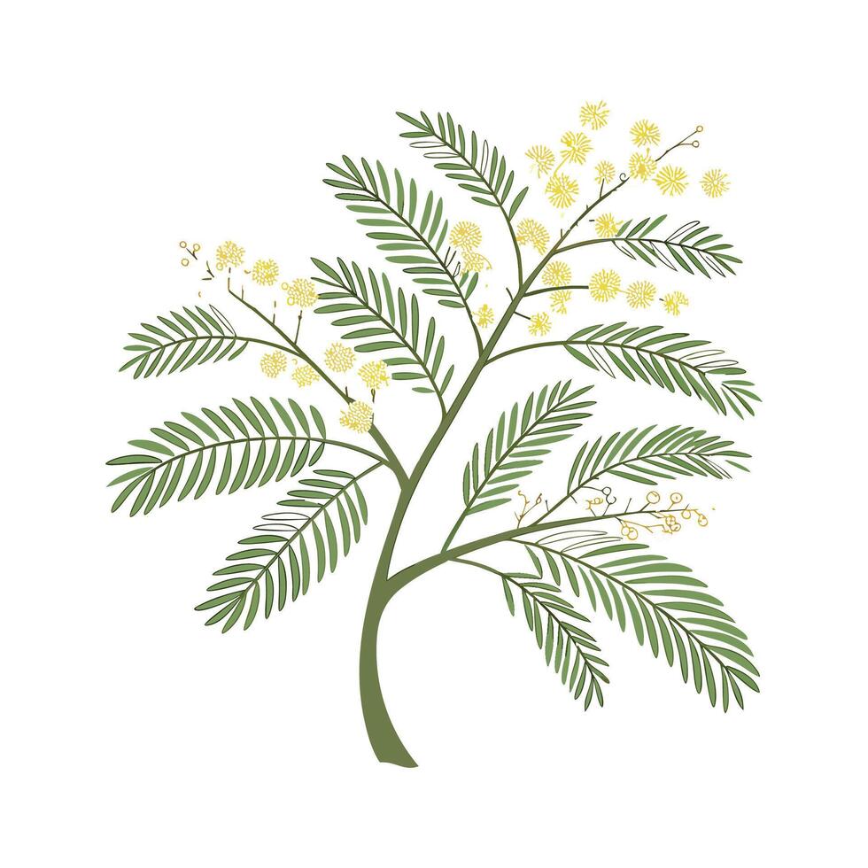 Charming Mimosa Design vector