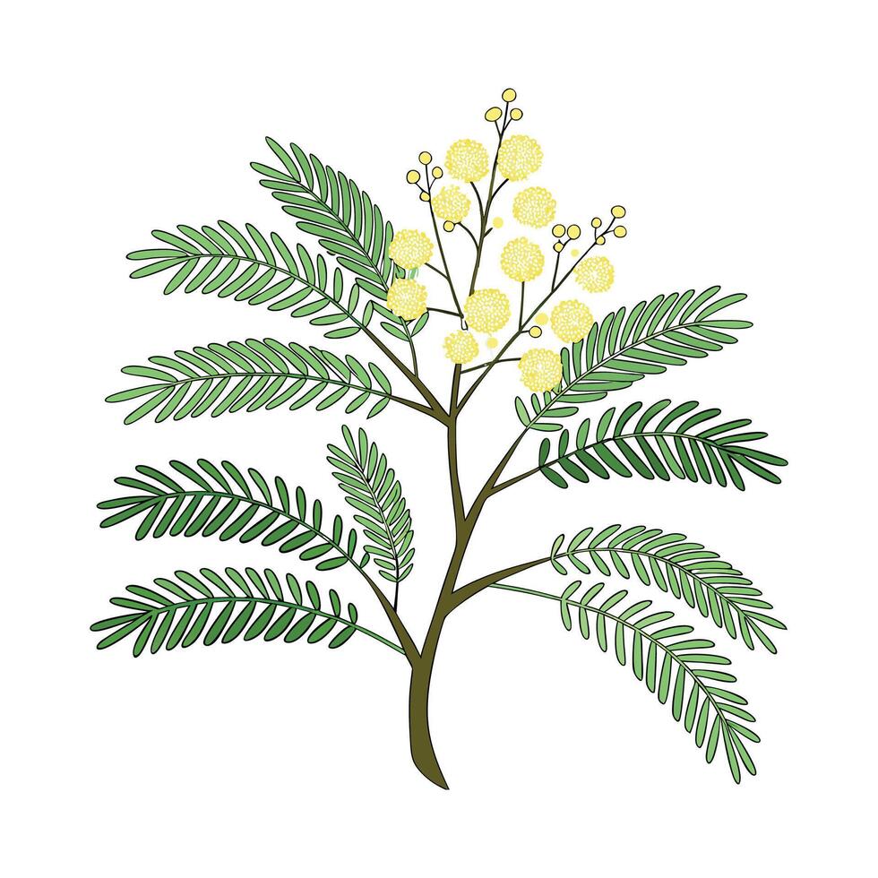 Elegant Mimosa Illustration vector
