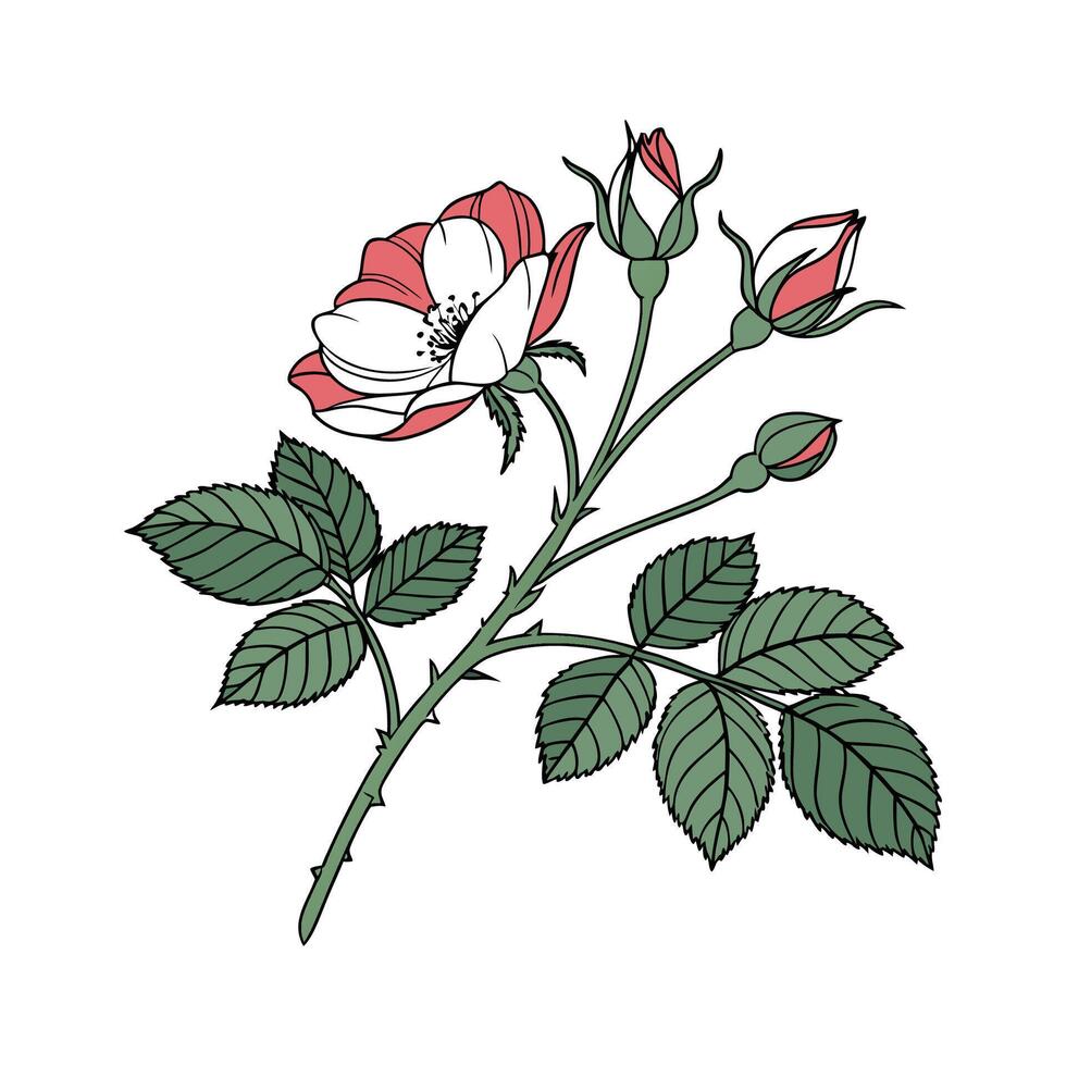 Elegant Miniature Rose Illustration Art vector