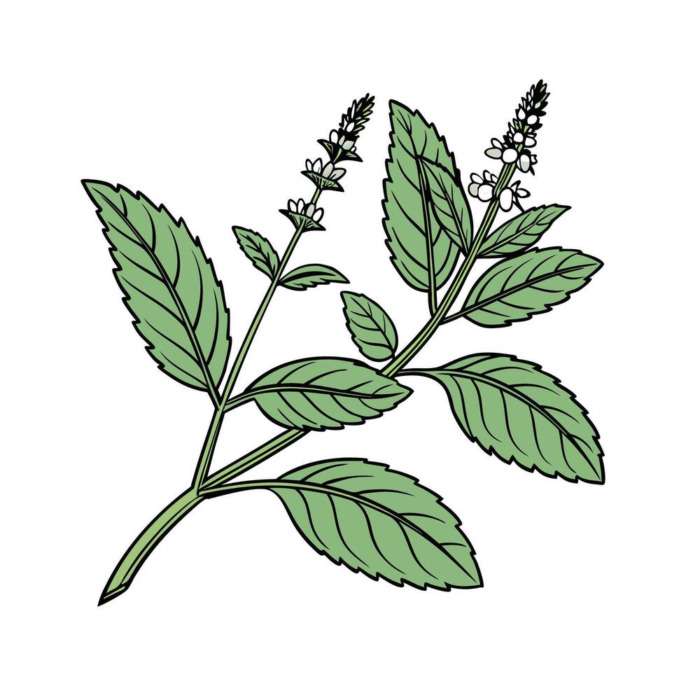 Stylish Mint Illustration vector