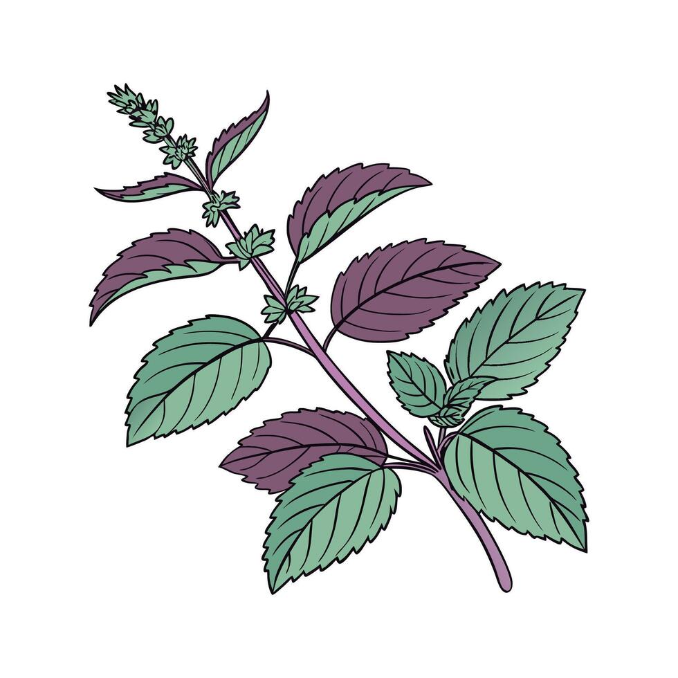 Creative Mint Illustration Art vector