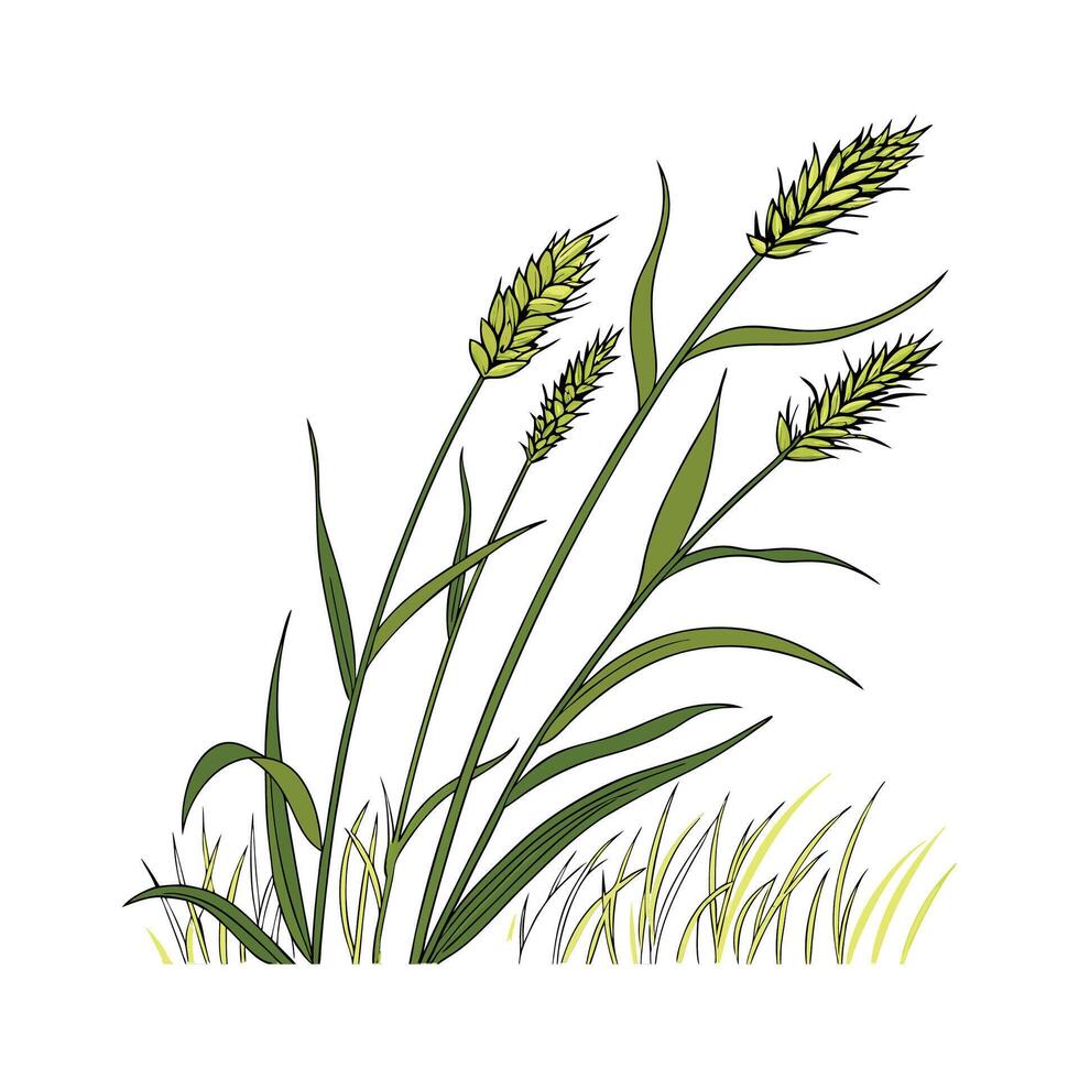 Elegant Monkey Grass Plant Unique Design vector