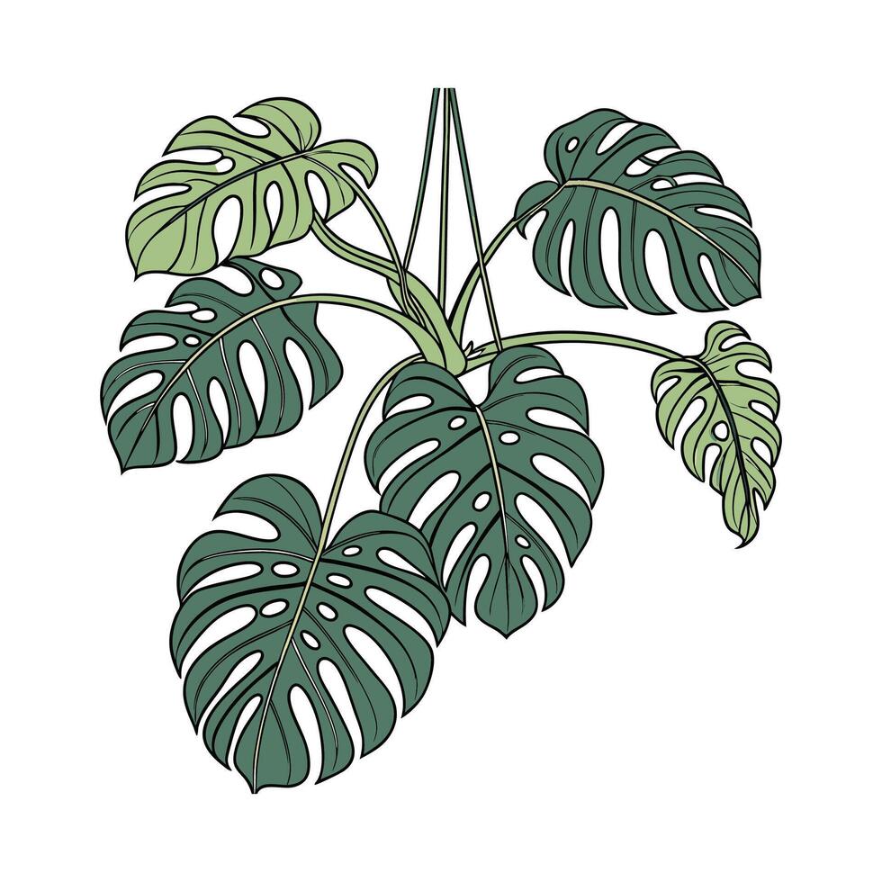 Elegant Monstera Deliciosa Plant Illustration vector