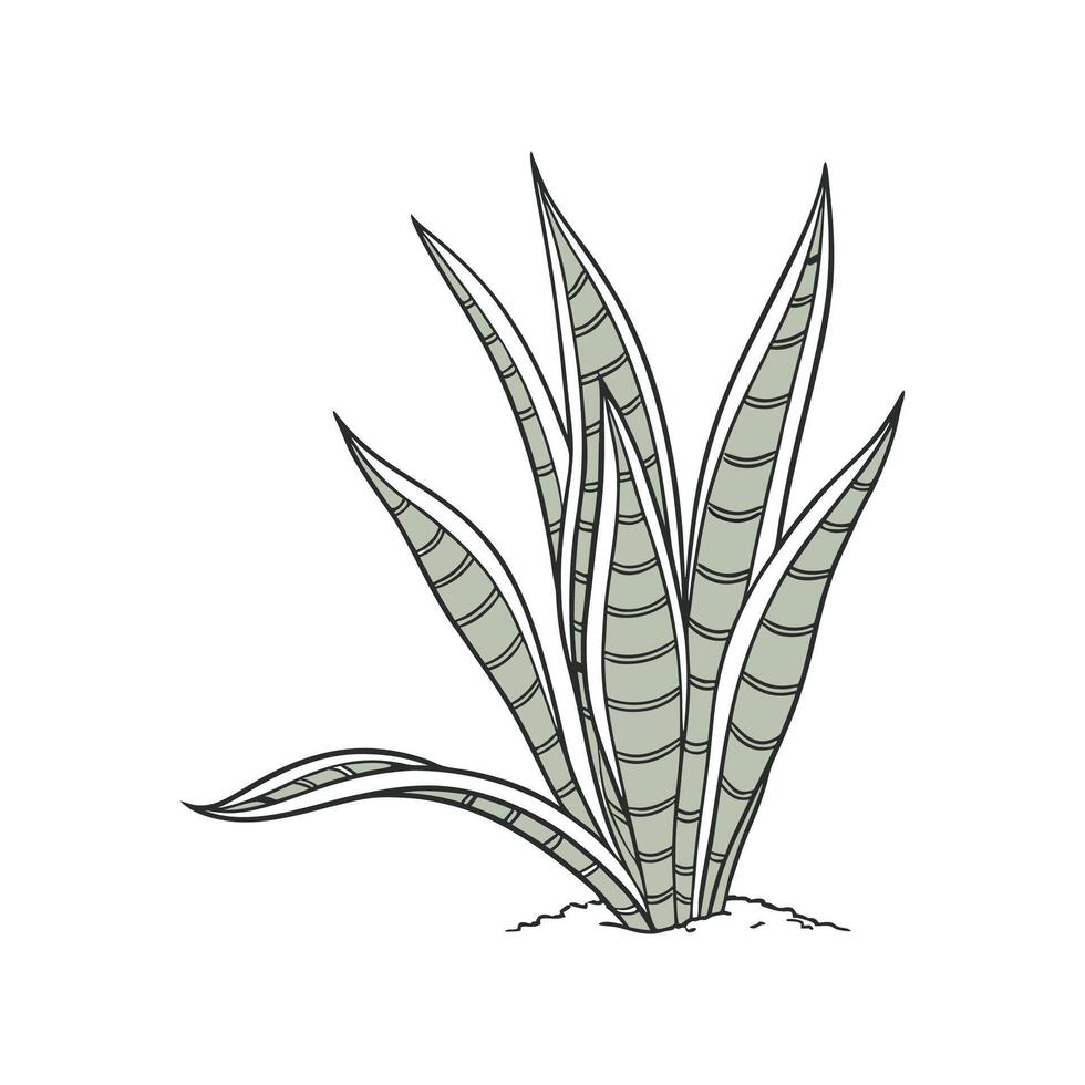 MotherinLaws Tongue Sansevieria Illustration vector