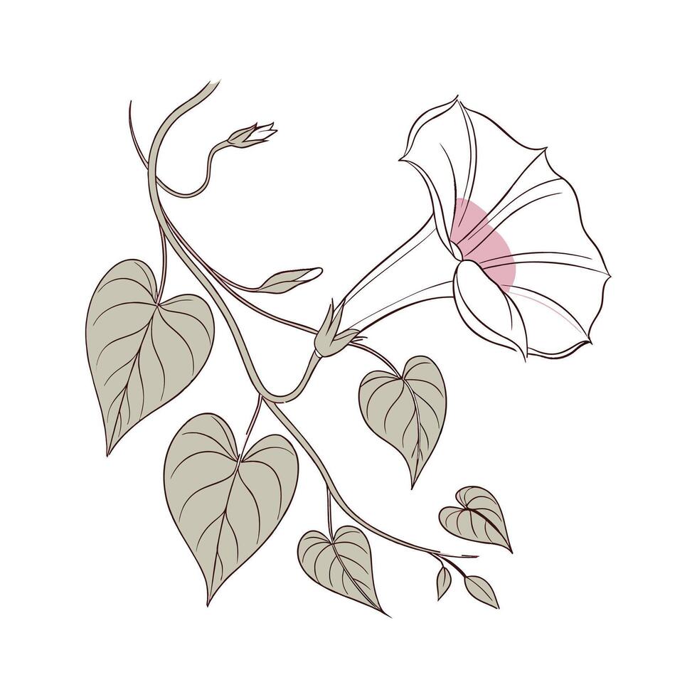 Stylish Moonflower Ipomoea Illustration vector